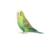 مرغ عشق