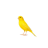 قناری