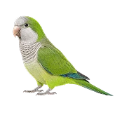 طوطی راهب