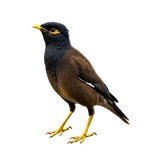 مرغ مینا
