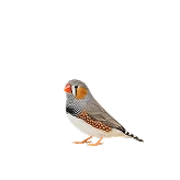 فنچ