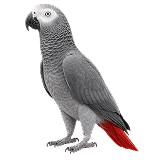 کاسکو