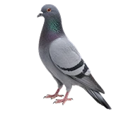 کبوتر