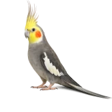 عروس هلندی
