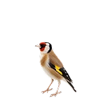 سهره